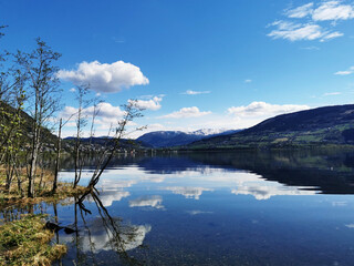 我的粉掌有什么病呢？
