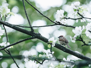 微课形式有哪些【微课的定义.形式和基本录制要求】