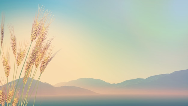 高瞻课程的优缺点